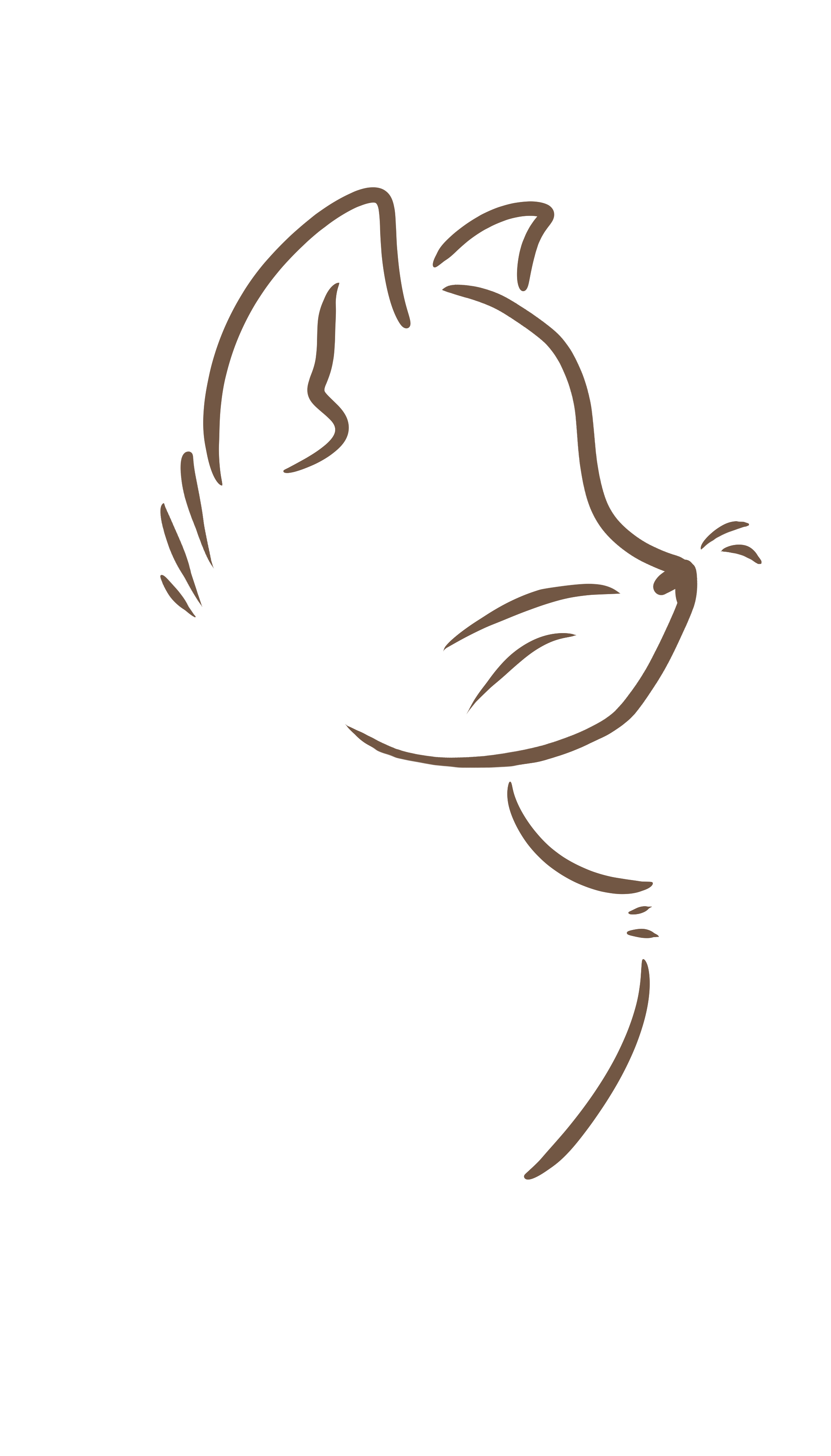Kočky